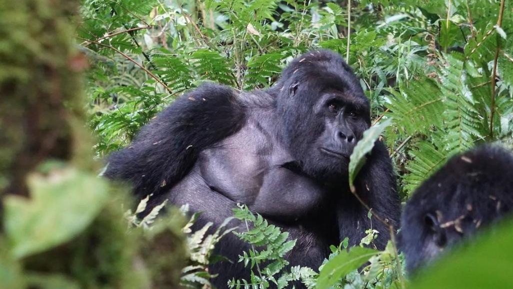 Africa's Silverback Gorilla Rafiki Killed By Poachers