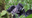 silverback gorilla Rafiki