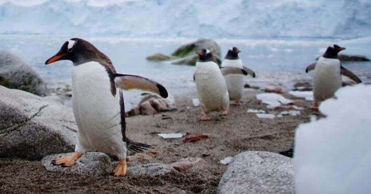 This penguin ice mold produces the coolest ice cubes north of the South  Pole. Can we even call them ice cubes anymore, or is this pe…