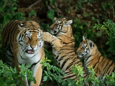 Zoo animals Assam