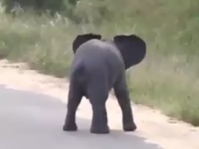 baby elephant chasing butterflies