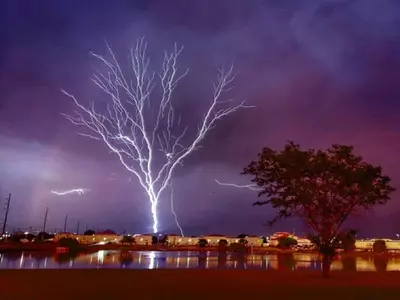 lightning tree