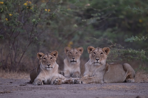 Asiatic Lion Population Increase