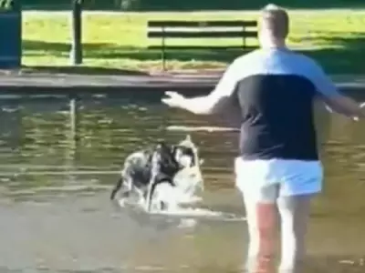 man dog in pond