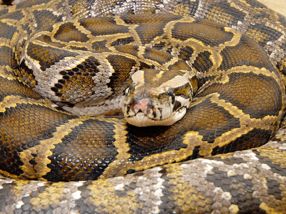 Here's How a Python Jaw Can Fit a Whole Deer