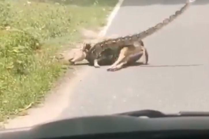 Viral Video: Python Strangles A Deer, Human Saves It