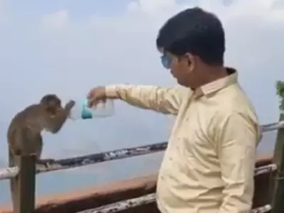 thirsty monkey