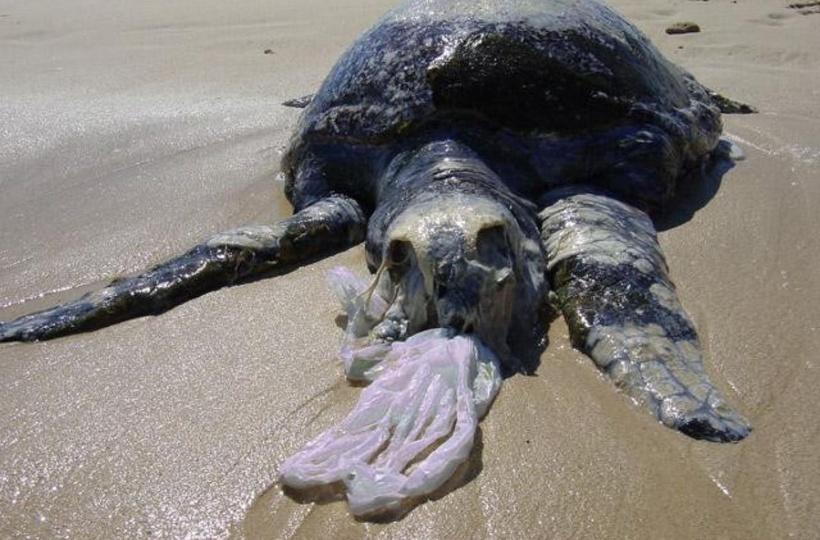 Poor Turtles Eat Plastic Because It Smells Like Underwater Food, Until They  Choke And Die