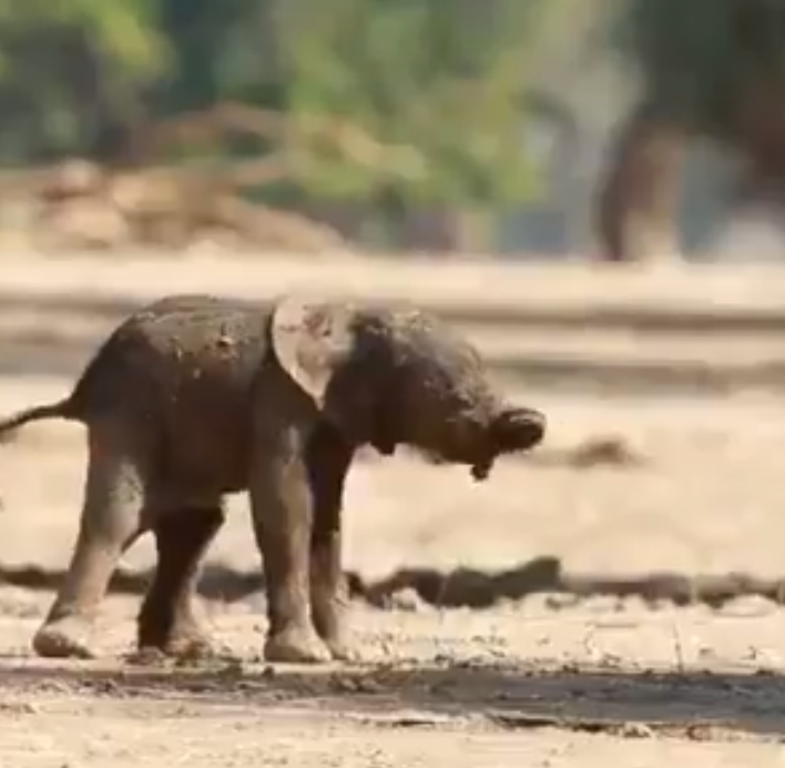 Mother Elephant Uses Her Trunk To Make Her Calf Take Its First Steps