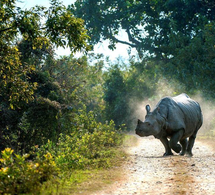 From 75 In 1905 To 3600 In 2020! India's Rhino Population Has Increased By 35 Times In 115 Yrs