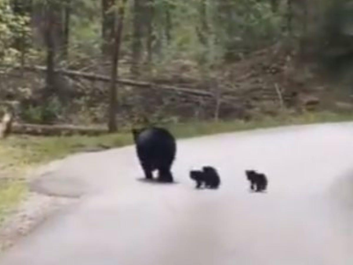 Mama Bear Crossing Road With Cubs