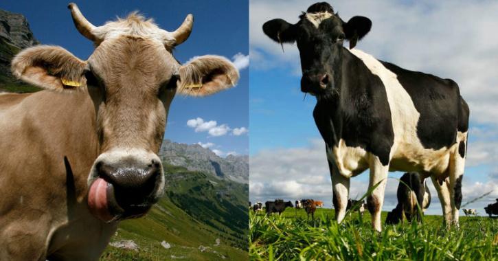 Cows May Actually Help Reduce Global Warming, As They Put Carbon Back