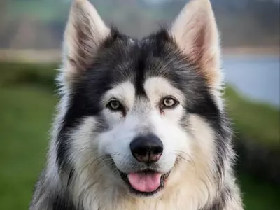 Game of Thrones Direwolf Dog Odin Dies At The Age Of 10, Loses Four-Month Long Battle To Cancer