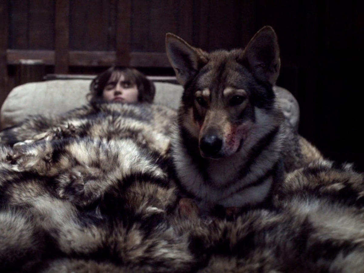 Game of Thrones Direwolf Dog Odin Dies At The Age Of 10, Loses Four-Month  Long