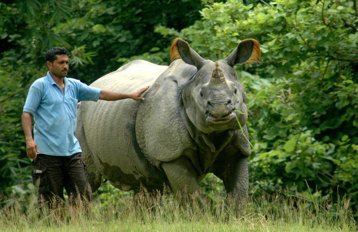 From 75 In 1905 To 3600 In 2020! India's Rhino Population Has Increased