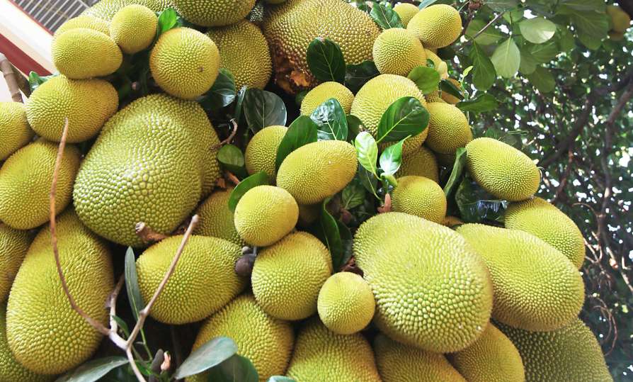 Is Jackfruit Expensive