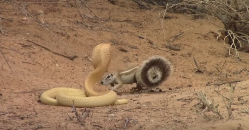 Watch: Mother Squirrel Bullying Venomous Cobra To Protect Her Babies ...