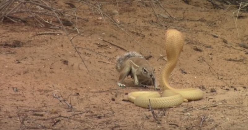 Watch: Mother Squirrel Bullying Venomous Cobra To Protect Her Babies ...