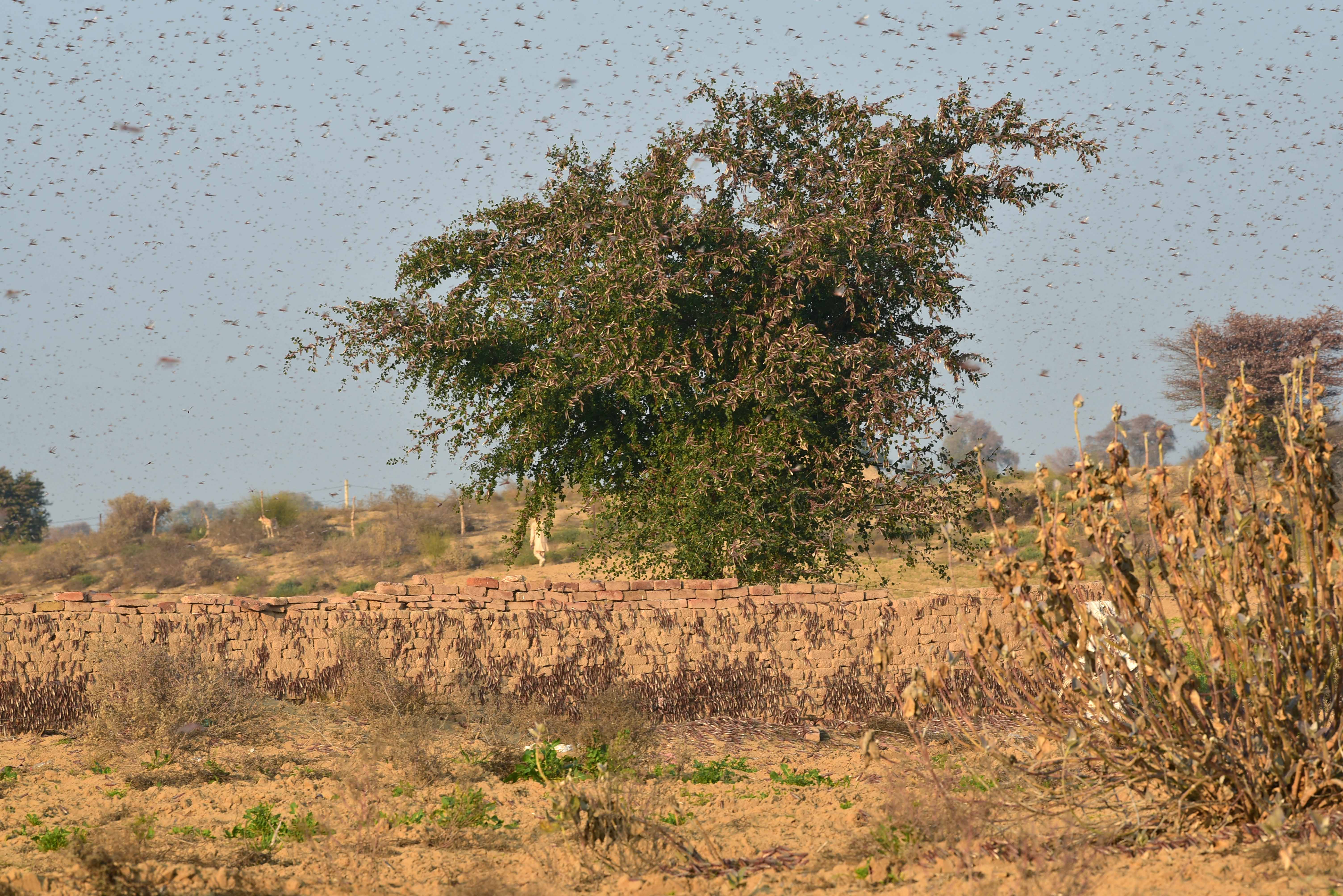 The Worst Locust Invasion In Three Decades Is More Bad News For India's ...