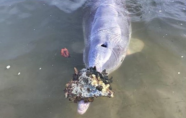 Adorable Humpback Dolphin Gets Gifts From Bottom Of The Ocean For Humans In Exchange For Food