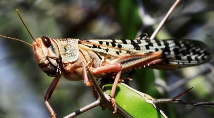 What Are Locusts: Everything You Need To Know About The Locust Plague ...