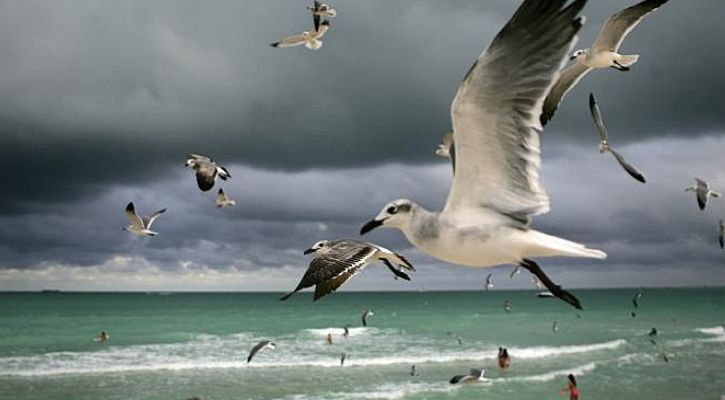 Climate Change Is Affecting Where Birds Breed And Their Population ...