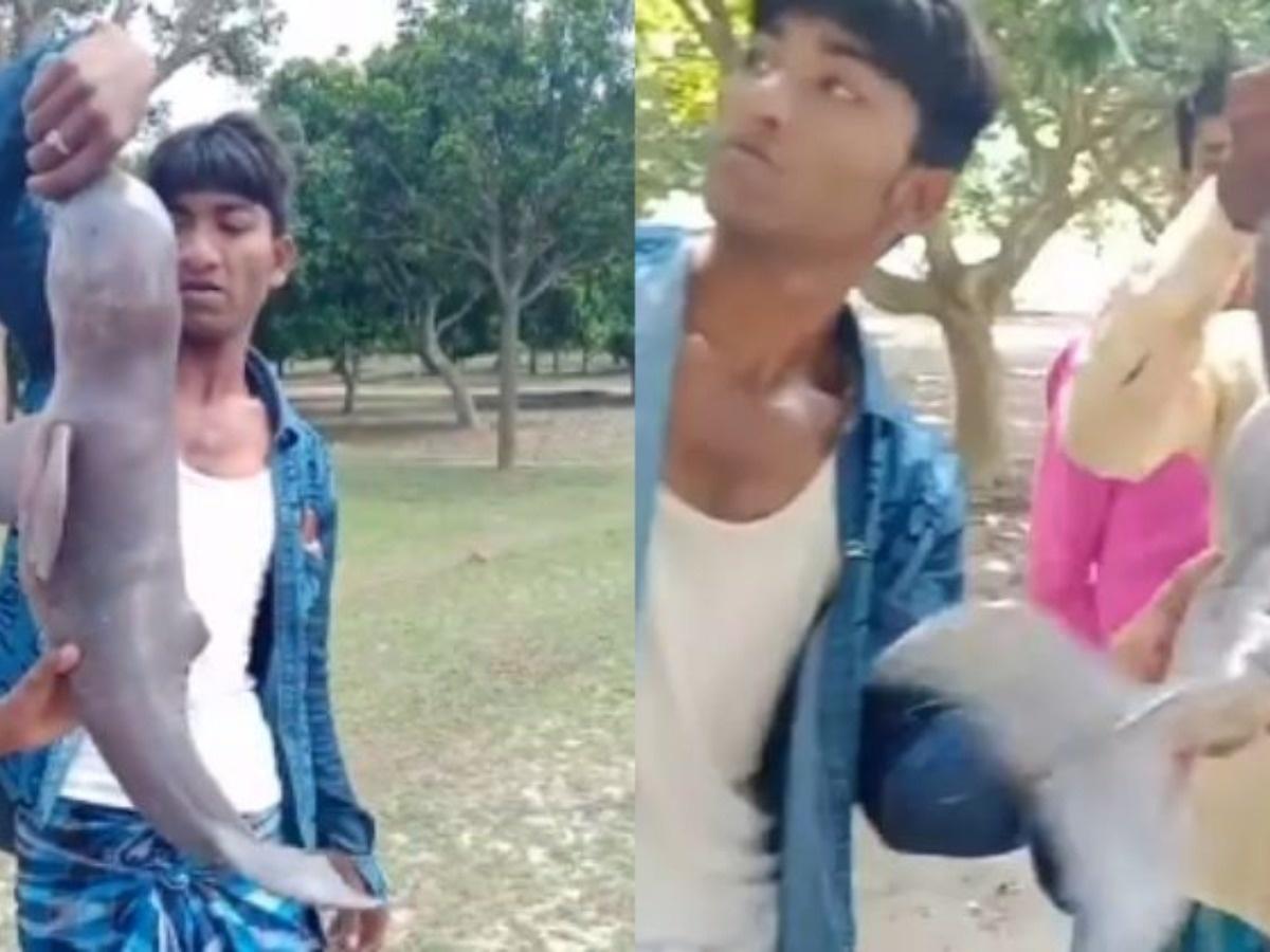 As dolphins return to Kolkata, Bengal men torture one on camera