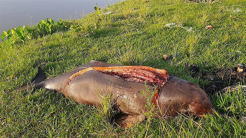 As dolphins return to Kolkata, Bengal men torture one on camera