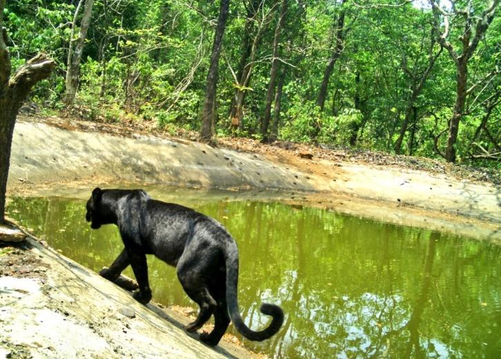 Rare Sighting Black Panther Captured On Camera In Goa Sanctuary