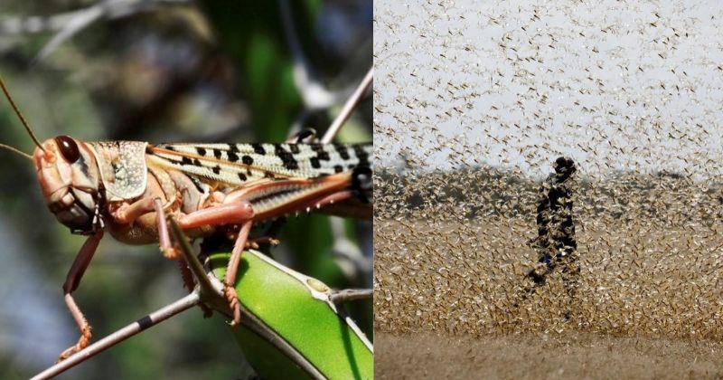 This is huge': Locust swarms in Africa are worst in decades | PBS News  Weekend