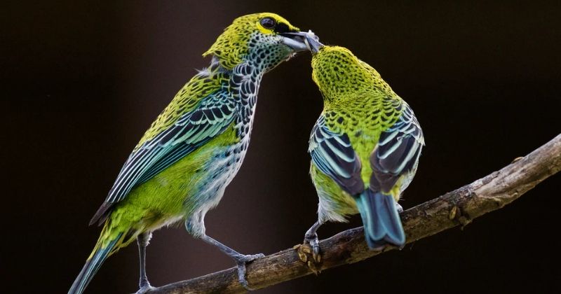 Climate Change Is Affecting Where Birds Breed And Their Population ...