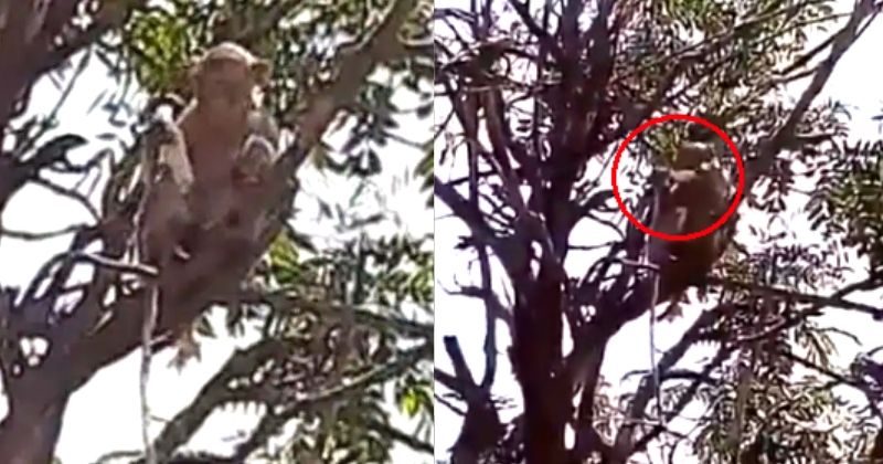 Viral Video: Monkeys Snatch COVID-19 Patients' Test Samples In Meerut