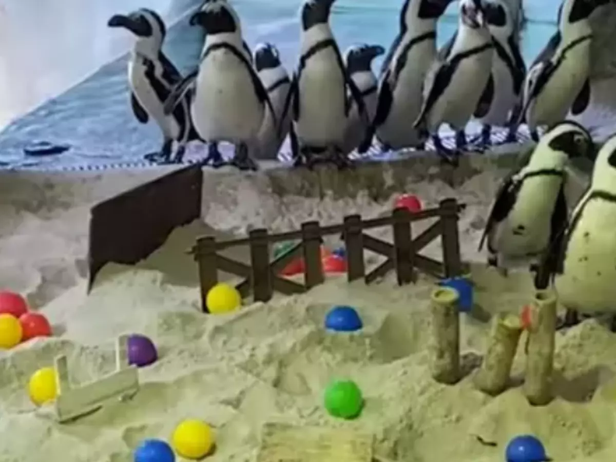 Penguins At This Singapore Wildlife Reserve Have Their Own Indoor ...