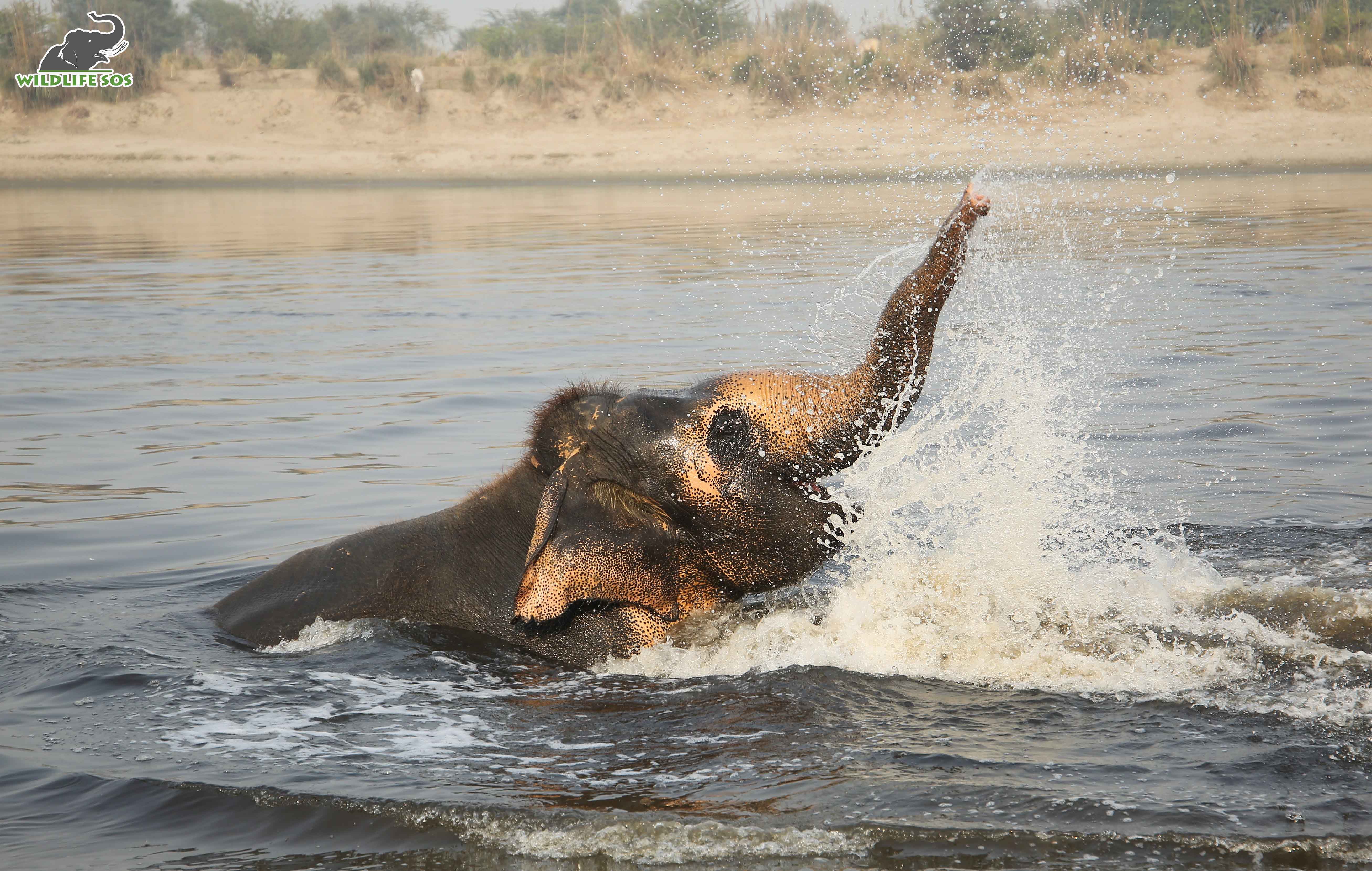 Rescued From 50 Years Of Begging And Abuse, This Elephant Is Finally ...