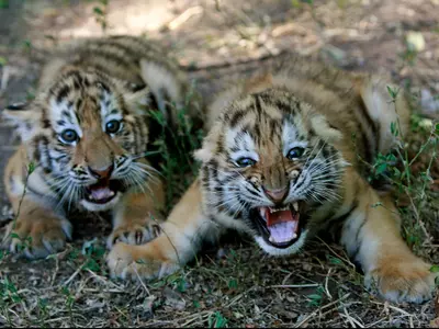 Tiger reserves