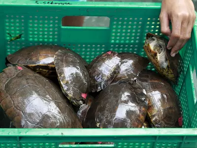 China Turtle Trade 