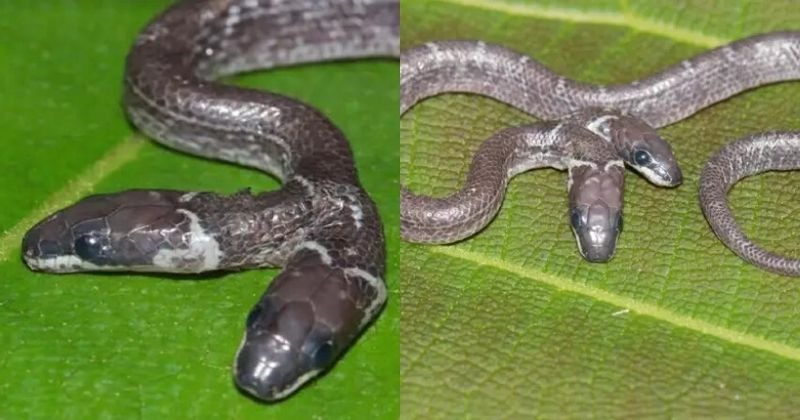 Rare Wolf Snake Discovered In Odisha Forest Has Two Fully Formed Heads