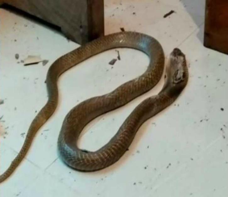 Kerala Woman Dies Of Second Snake Bite In A Month, Turns Out It Was A ...