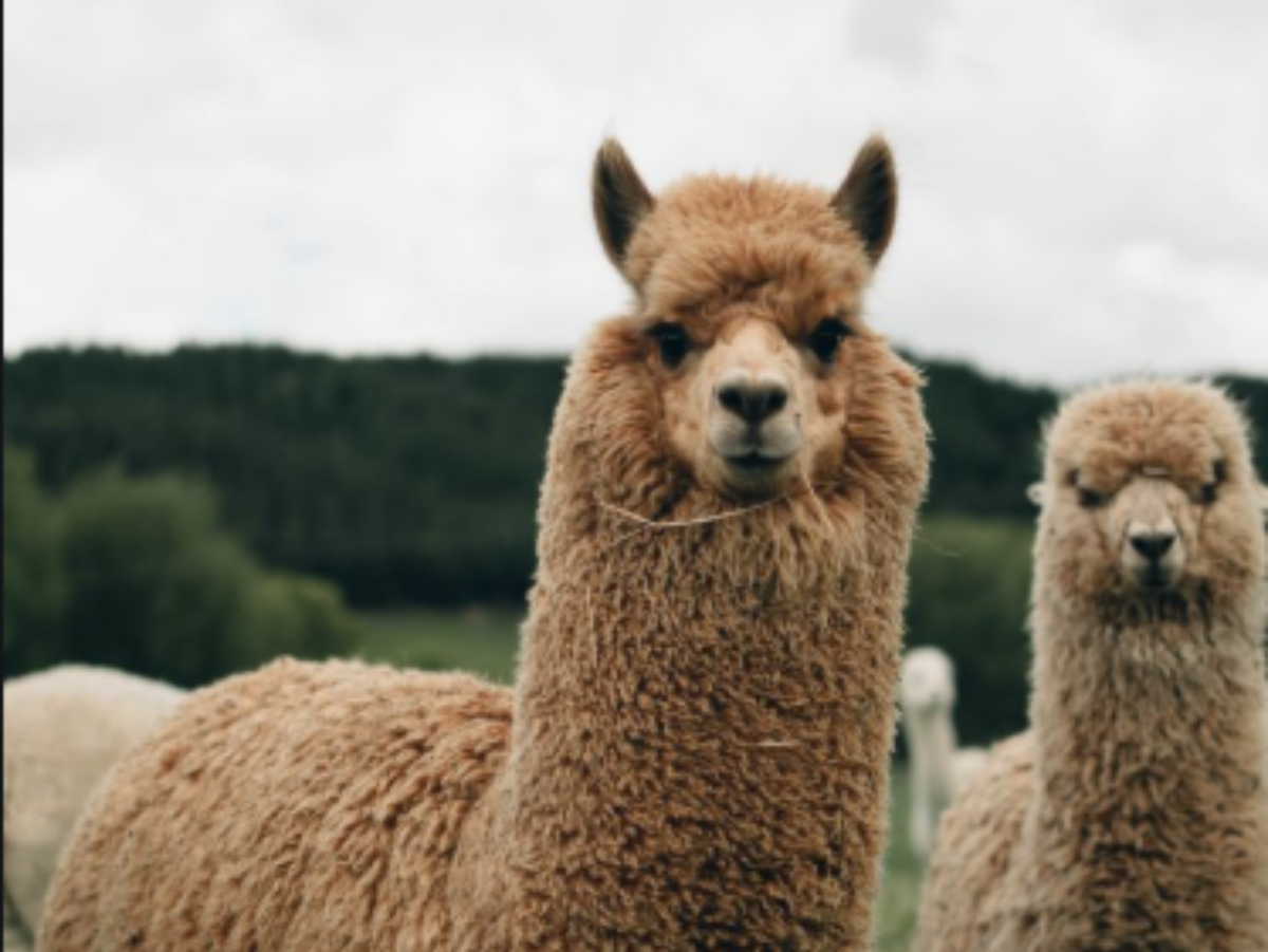 4-Year-Old Llama's Antibodies Could Help Cure COVID-19