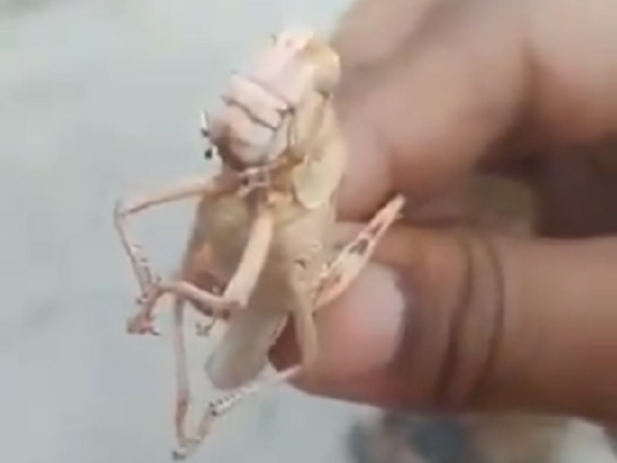 'Haath Mat Jod': This Man's Hilarious 'Interrogation' Of  A Locust Will Leave You In Splits