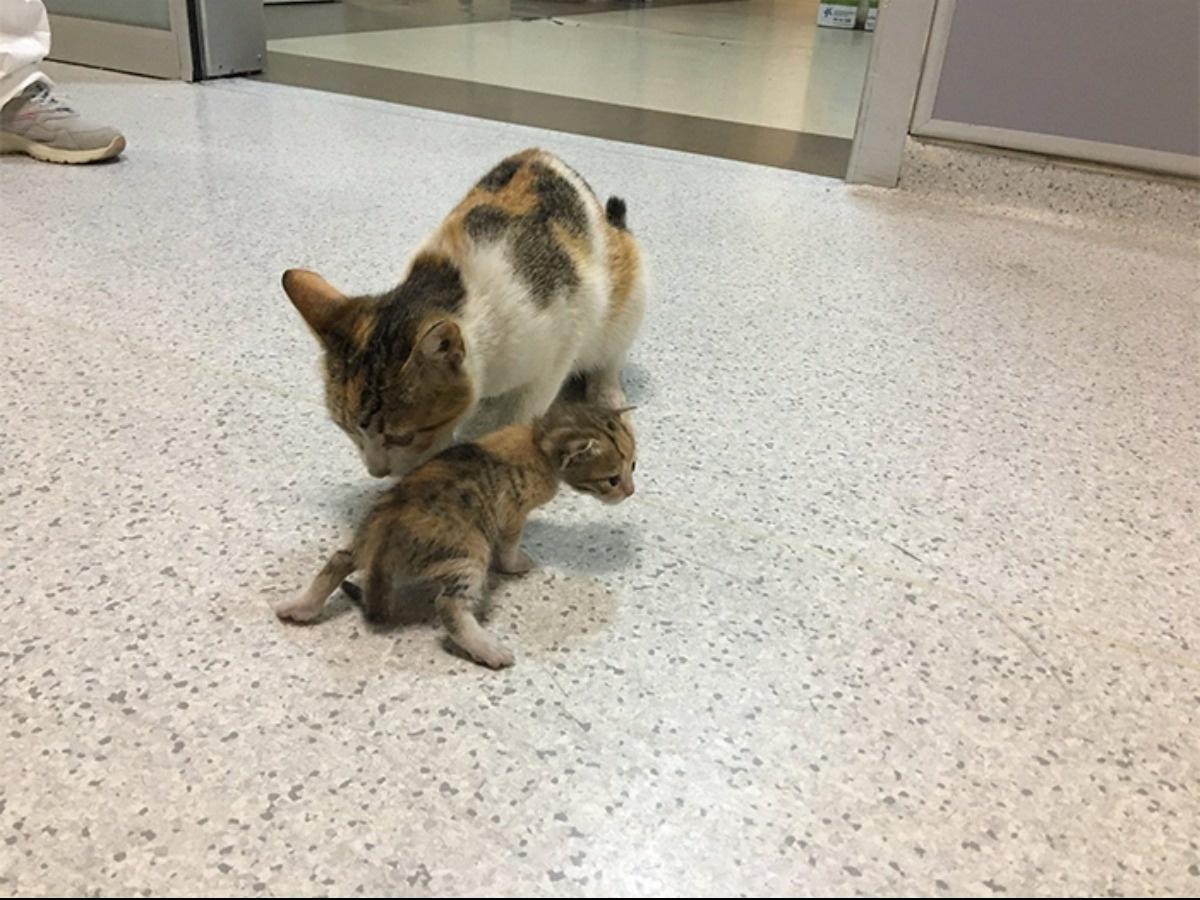 Cat Brings Sick Kitten To Hospital To Get It Medical Attention