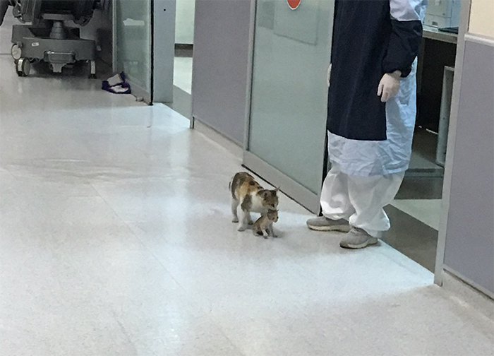 Cat Brings Sick Kitten To Hospital To Get It Medical Attention
