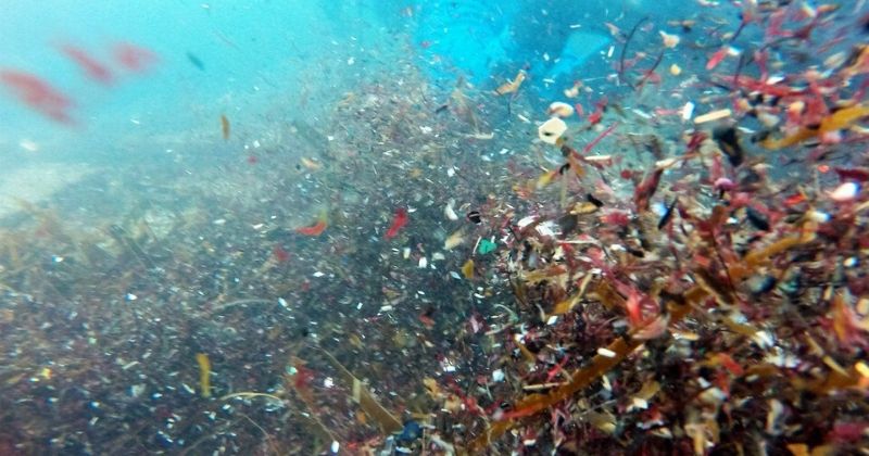 In Highest Level Ever Recorded, 1.9 Million Pieces Of Microplastic ...