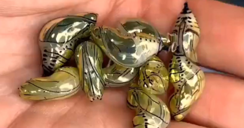 Unbelievable Beautiful Butterfly Chrysalis Looks Like It s