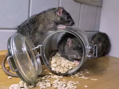 New York Rat Exterminator salary 1 crore