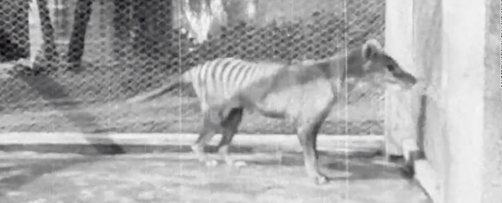 Viral Video: Last Known Footage Of Extinct Tasmanian Tiger