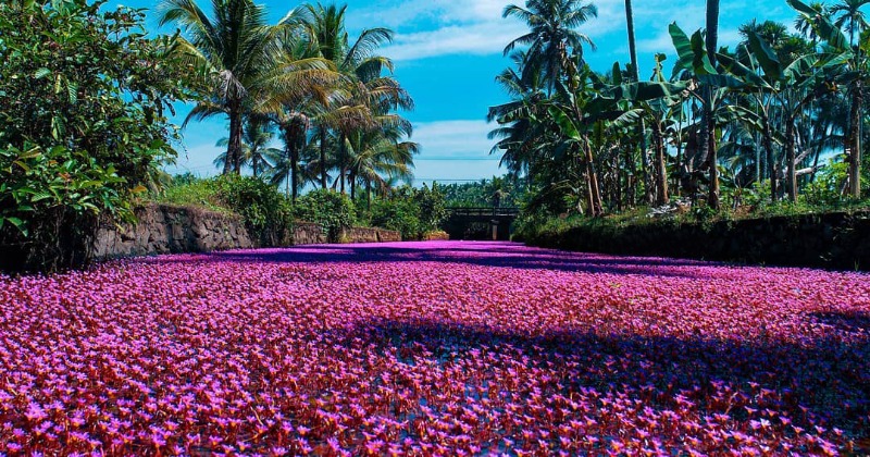 A River In Kerala Has Turned Pink With These Breathtakingly Beautiful