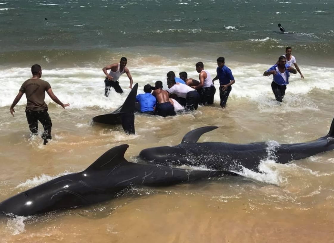 After 100+ Pilot Whales Get Stranded on Beach, Sri Lankans Mount Epic  Rescue – The Wire Science