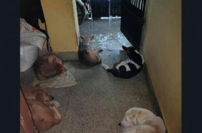 Amid Cyclone Nivar Threat, Chennai People Open Their Doors For Stray Dogs  To Take Shelter