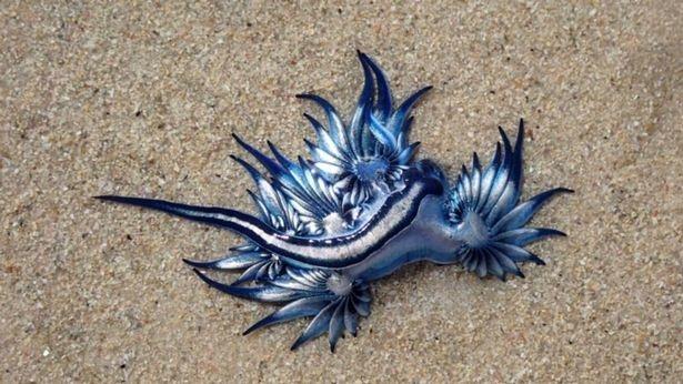 Blue dragon washes ashore in South Africa